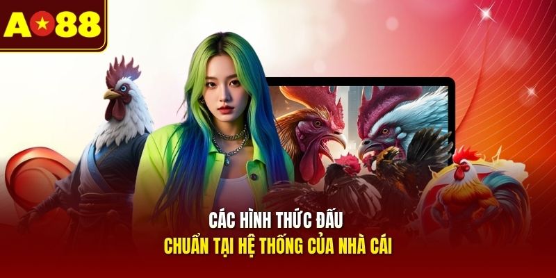 cac-hinh-thuc-dau-chuan-tai-he-thong-cua-nha-cai